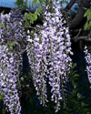 Rampicanti Wisteria floribunda